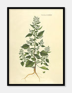 mur-gåsefod  |  FLORA DANICA-ILLUSTRATION - decoARTE
