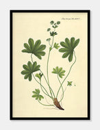 løvefod  |  FLORA DANICA-ILLUSTRATION - decoARTE