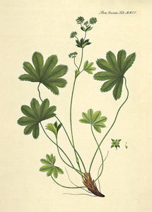 løvefod  |  FLORA DANICA-ILLUSTRATION - decoARTE