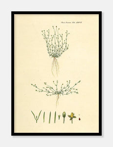 firling  |  FLORA DANICA-ILLUSTRATION - decoARTE