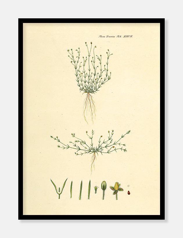 firling  |  FLORA DANICA-ILLUSTRATION - decoARTE