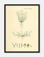 firling  |  FLORA DANICA-ILLUSTRATION - decoARTE