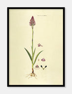 horndrager  |  FLORA DANICA-ILLUSTRATION - decoARTE