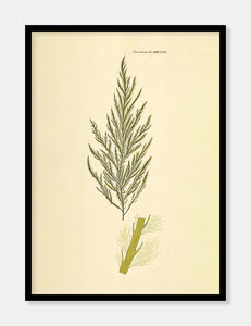 sporochnus  |  FLORA DANICA-ILLUSTRATION - decoARTE