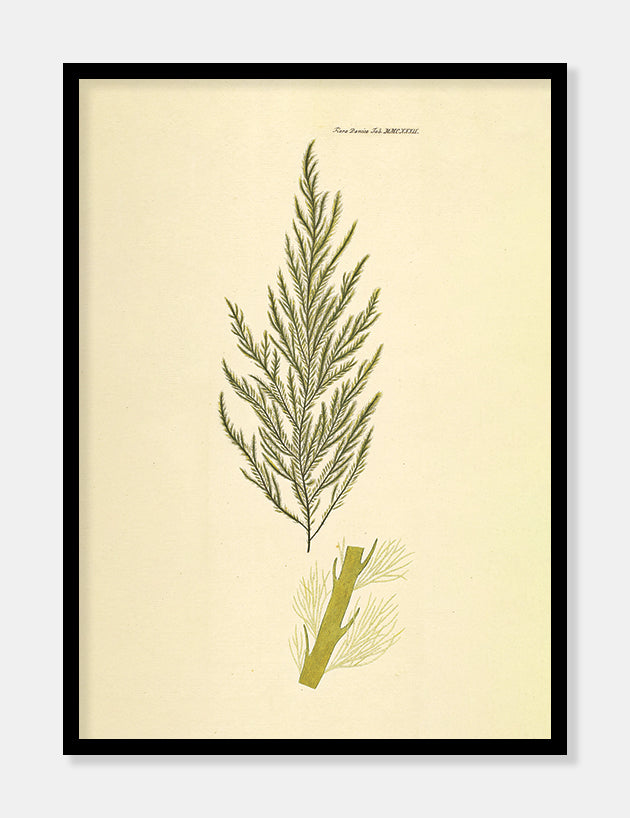 sporochnus  |  FLORA DANICA-ILLUSTRATION - decoARTE