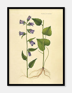 nældeklokke  |  FLORA DANICA-ILLUSTRATION - decoARTE
