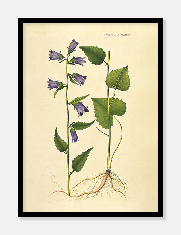 nældeklokke  |  FLORA DANICA-ILLUSTRATION - decoARTE