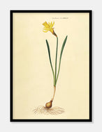 påskelilje  |  FLORA DANICA-ILLUSTRATION - decoARTE