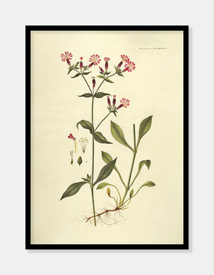 nellike  |  FLORA DANICA-ILLUSTRATION - decoARTE