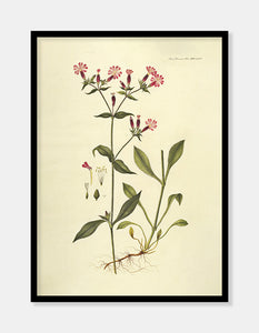 nellike  |  FLORA DANICA-ILLUSTRATION - decoARTE