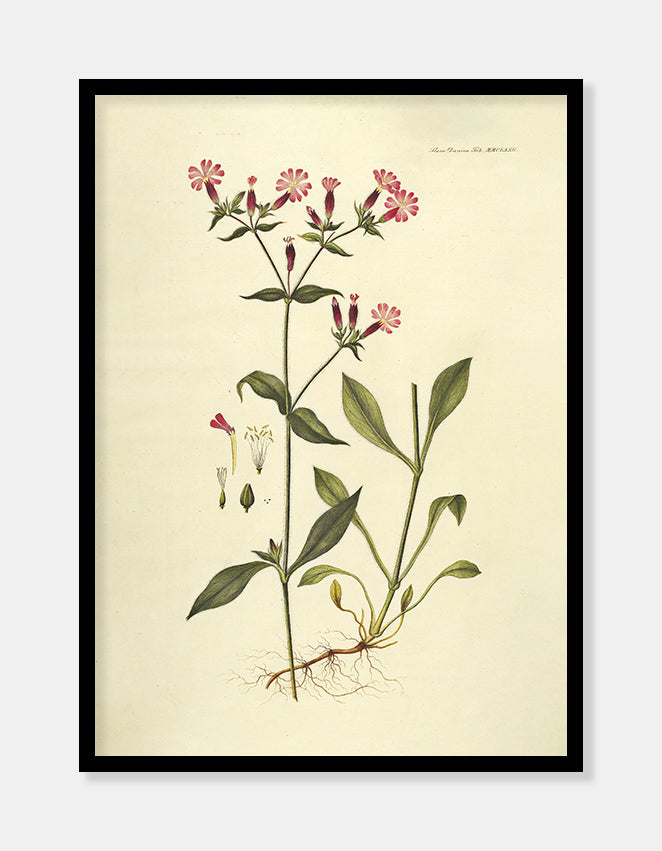 nellike  |  FLORA DANICA-ILLUSTRATION - decoARTE