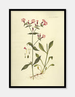 nellike  |  FLORA DANICA-ILLUSTRATION - decoARTE