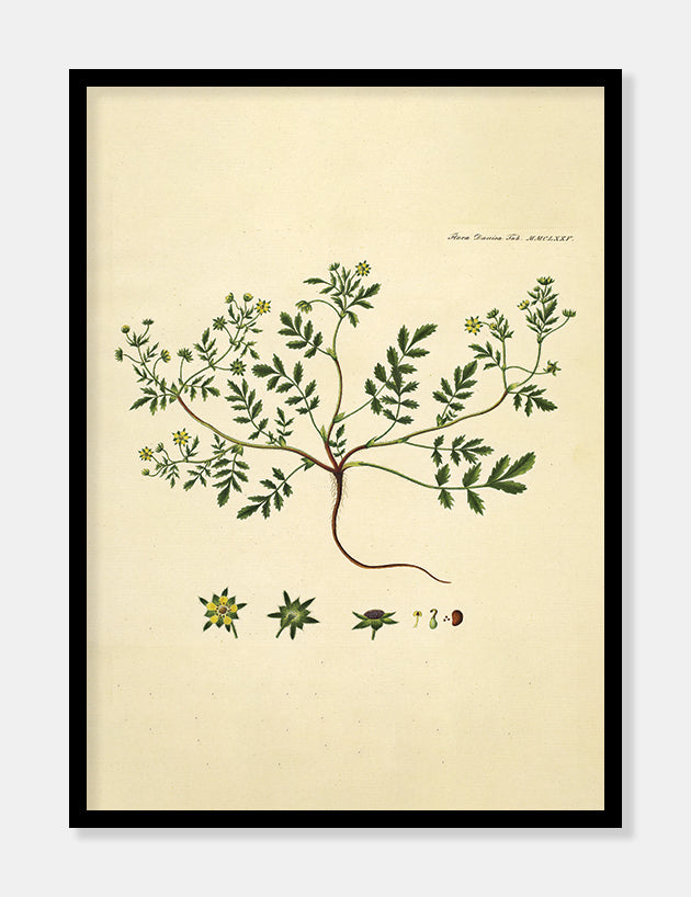 potentil  |  FLORA DANICA-ILLUSTRATION - decoARTE
