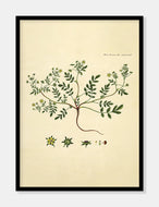 potentil  |  FLORA DANICA-ILLUSTRATION - decoARTE
