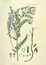 Indlæs billede til gallerivisning langklaset vikke  |  FLORA DANICA-ILLUSTRATION - decoARTE
