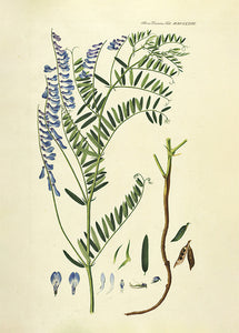 langklaset vikke  |  FLORA DANICA-ILLUSTRATION - decoARTE