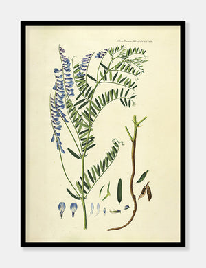langklaset vikke  |  FLORA DANICA-ILLUSTRATION - decoARTE