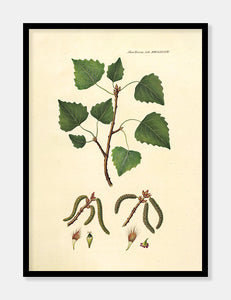 poppel  |  FLORA DANICA-ILLUSTRATION - decoARTE