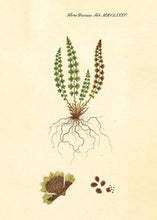 Indlæs billede til gallerivisning pileurt  |  FLORA DANICA-ILLUSTRATION - decoARTE
