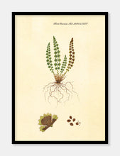 Indlæs billede til gallerivisning pileurt  |  FLORA DANICA-ILLUSTRATION - decoARTE
