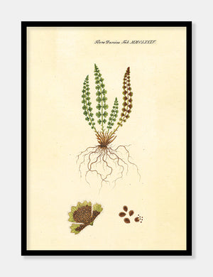 pileurt  |  FLORA DANICA-ILLUSTRATION - decoARTE