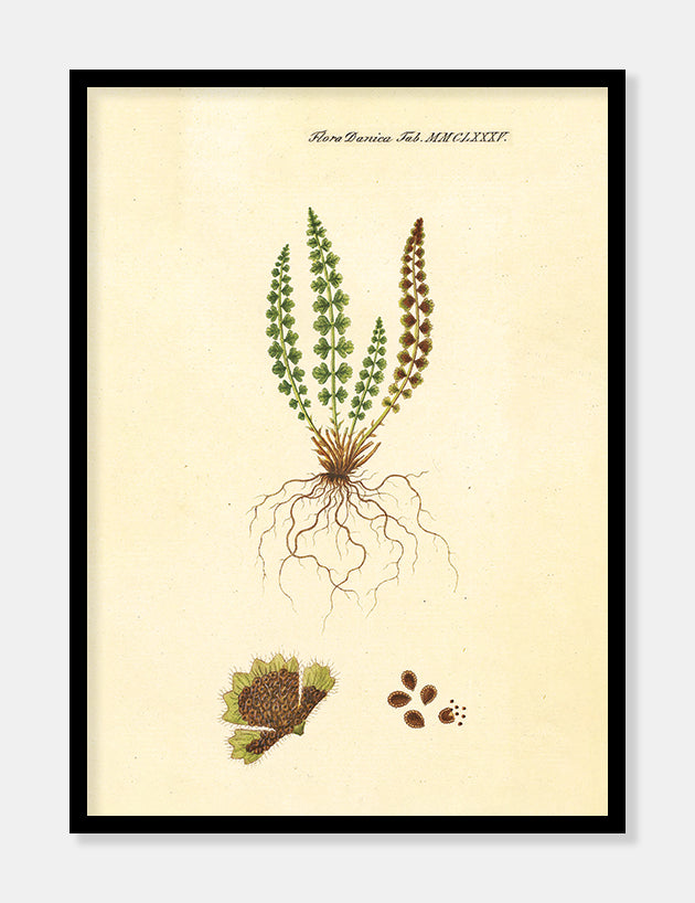 pileurt  |  FLORA DANICA-ILLUSTRATION - decoARTE