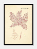alge  |  FLORA DANICA-ILLUSTRATION - decoARTE