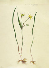 Indlæs billede til gallerivisning fuglemælk  |  FLORA DANICA-ILLUSTRATION - decoARTE
