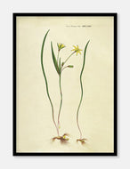 fuglemælk  |  FLORA DANICA-ILLUSTRATION - decoARTE