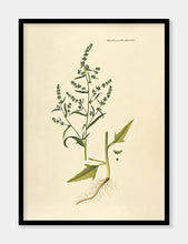Indlæs billede til gallerivisning svinemælde  |  FLORA DANICA-ILLUSTRATION - decoARTE

