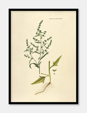 svinemælde  |  FLORA DANICA-ILLUSTRATION - decoARTE