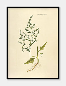 svinemælde  |  FLORA DANICA-ILLUSTRATION - decoARTE
