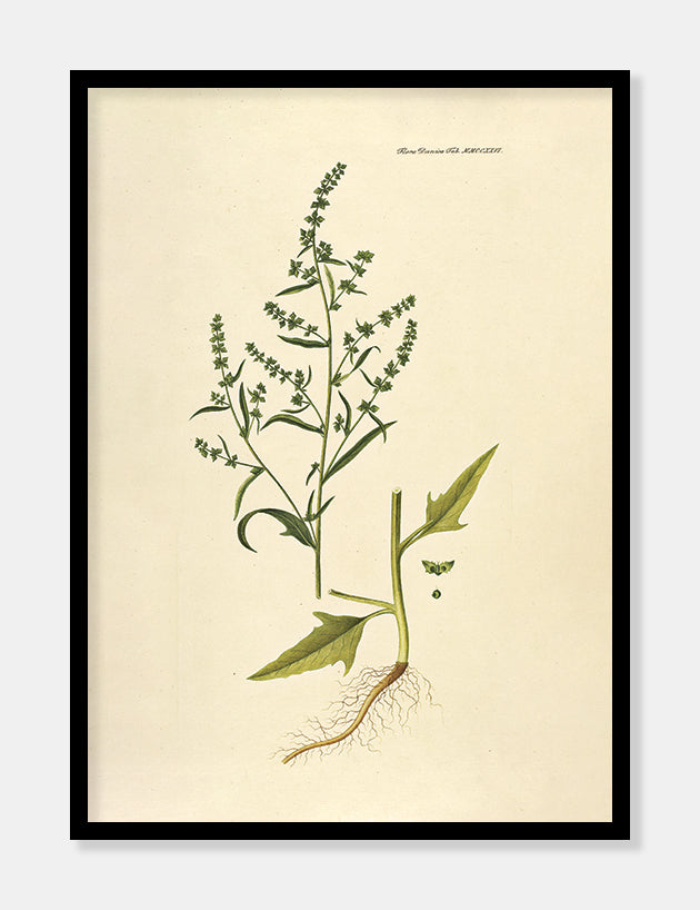 svinemælde  |  FLORA DANICA-ILLUSTRATION - decoARTE