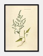 svinemælde  |  FLORA DANICA-ILLUSTRATION - decoARTE