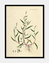 Indlæs billede til gallerivisning pileurt  |  FLORA DANICA-ILLUSTRATION - decoARTE
