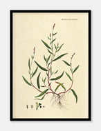 pileurt  |  FLORA DANICA-ILLUSTRATION - decoARTE