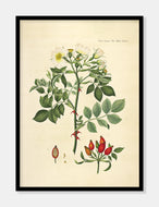 vildrose  |  FLORA DANICA-ILLUSTRATION - decoARTE