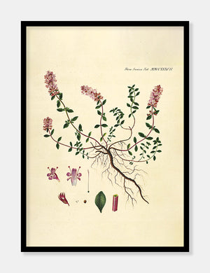 timian  |  FLORA DANICA-ILLUSTRATION - decoARTE