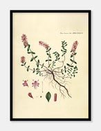 timian  |  FLORA DANICA-ILLUSTRATION - decoARTE