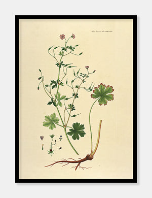 pyrenæisk storkenæb  |  FLORA DANICA-ILLUSTRATION - decoARTE