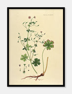 pyrenæisk storkenæb  |  FLORA DANICA-ILLUSTRATION - decoARTE