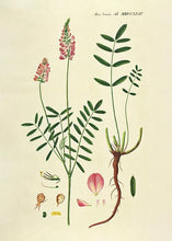 Indlæs billede til gallerivisning foderesparsette  |  FLORA DANICA-ILLUSTRATION - decoARTE

