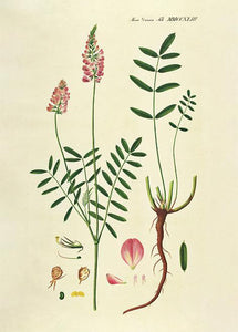 foderesparsette  |  FLORA DANICA-ILLUSTRATION - decoARTE
