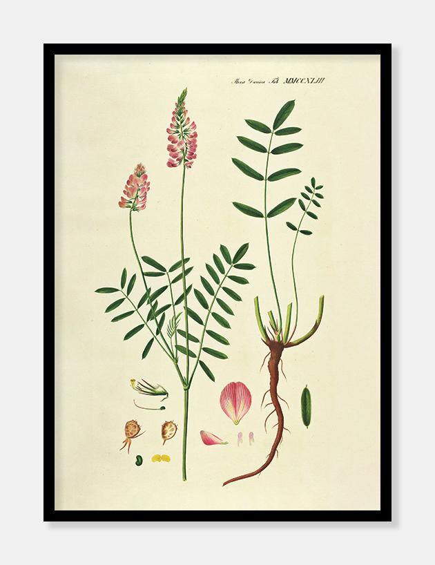 foderesparsette  |  FLORA DANICA-ILLUSTRATION - decoARTE