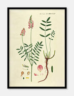 foderesparsette  |  FLORA DANICA-ILLUSTRATION - decoARTE