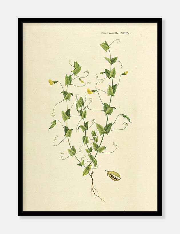 fladbælg  |  FLORA DANICA-ILLUSTRATION - decoARTE
