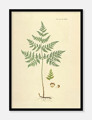 bjergbregne  |  FLORA DANICA-ILLUSTRATION - decoARTE