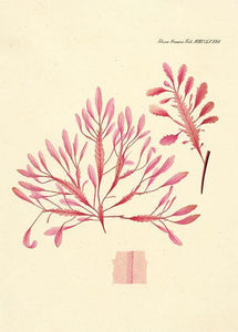 alge  |  FLORA DANICA-ILLUSTRATION - decoARTE