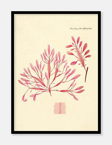 alge  |  FLORA DANICA-ILLUSTRATION - decoARTE