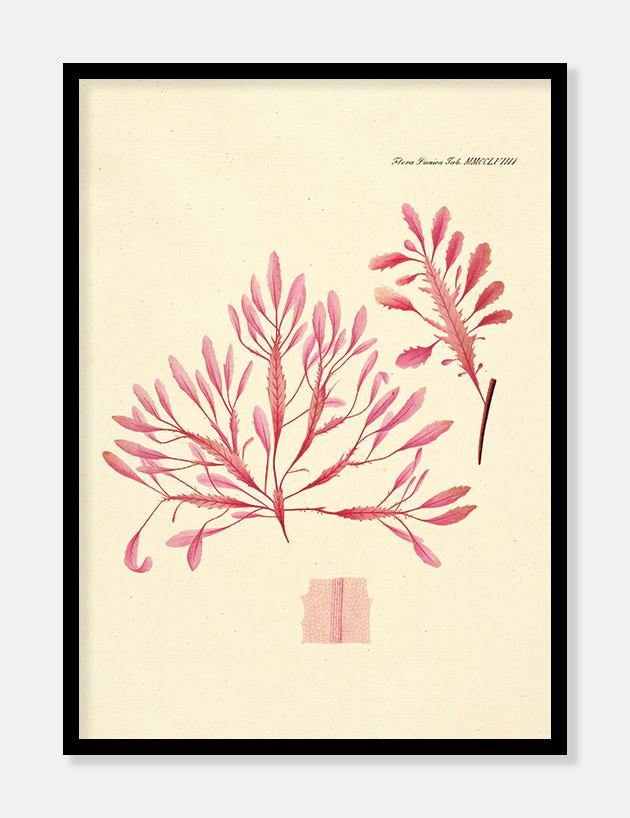 alge  |  FLORA DANICA-ILLUSTRATION - decoARTE